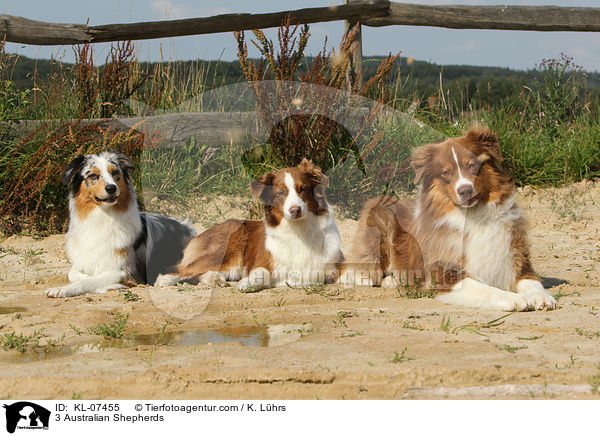 3 Australian Shepherds / 3 Australian Shepherds / KL-07455