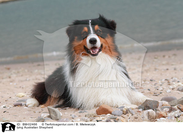 liegender Australian Shepherd / lying Australian Shepherd / BM-02466