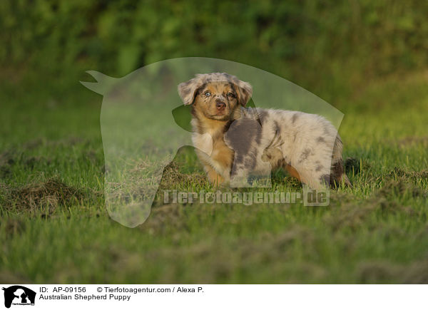 Australian Shepherd Welpe / Australian Shepherd Puppy / AP-09156