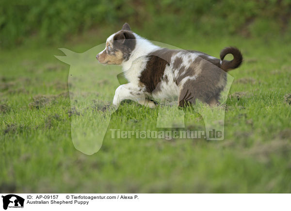 Australian Shepherd Welpe / Australian Shepherd Puppy / AP-09157