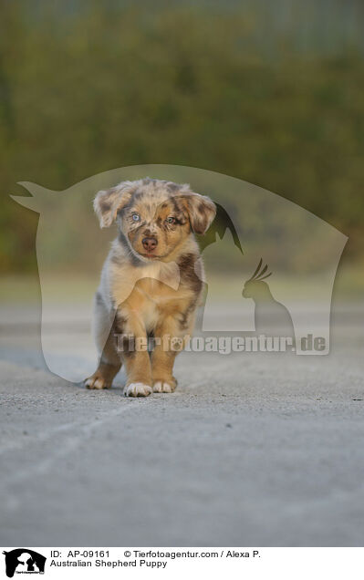 Australian Shepherd Welpe / Australian Shepherd Puppy / AP-09161