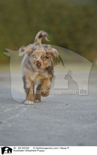 Australian Shepherd Welpe / Australian Shepherd Puppy / AP-09162