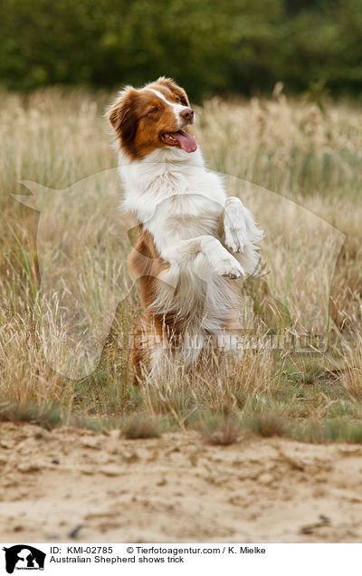 Australian Shepherd macht Mnnchen / Australian Shepherd shows trick / KMI-02785