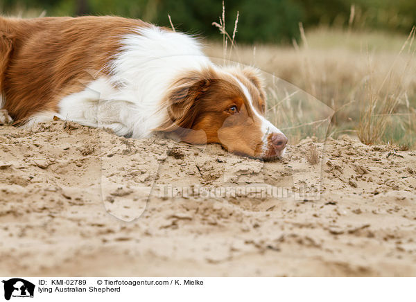 liegender Australian Shepherd / lying Australian Shepherd / KMI-02789