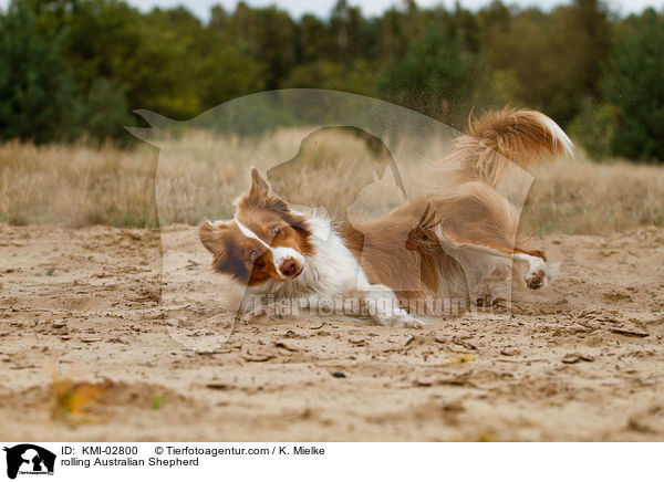 Australian Shepherd wlzt sich / rolling Australian Shepherd / KMI-02800