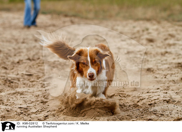 rennender Australian Shepherd / running Australian Shepherd / KMI-02812