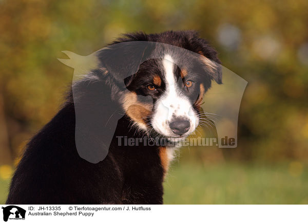 Australian Shepherd Welpe / Australian Shepherd Puppy / JH-13335