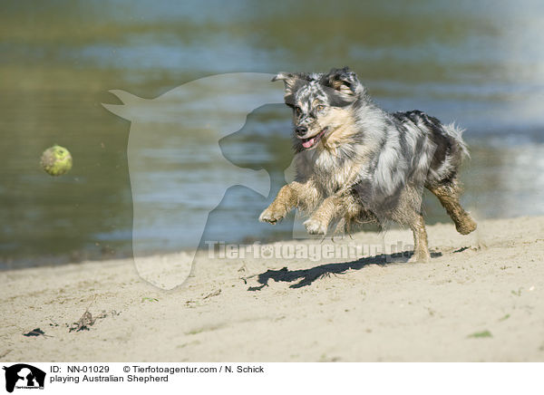 spielender Australian Shepherd / playing Australian Shepherd / NN-01029