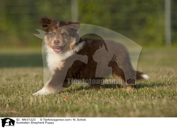Australian Shepherd Welpe / Australian Shepherd Puppy / NN-01223