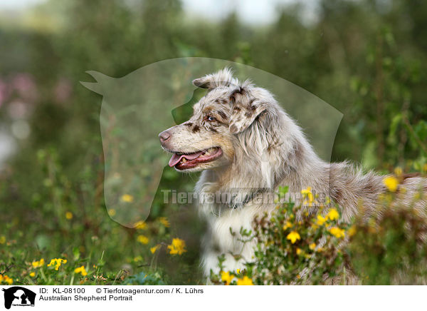 Australian Shepherd Portrait / Australian Shepherd Portrait / KL-08100