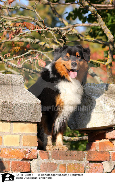 sitzender Australian Shepherd / sitting Australian Shepherd / IF-08057