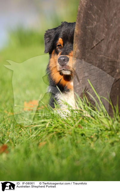 Australian Shepherd Portrait / Australian Shepherd Portrait / IF-08061
