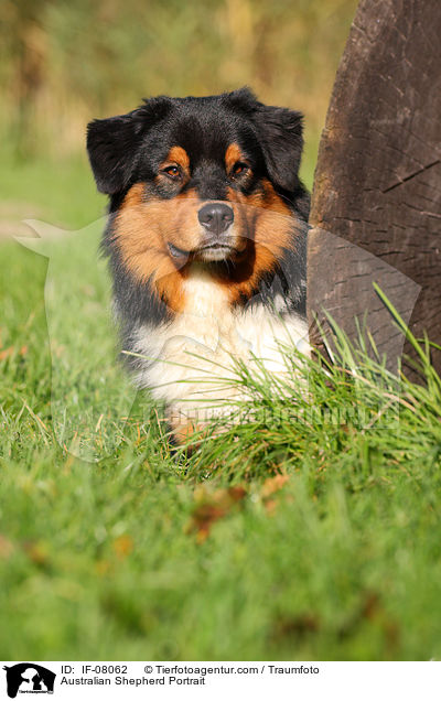 Australian Shepherd Portrait / Australian Shepherd Portrait / IF-08062