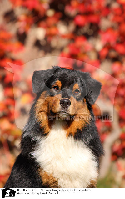 Australian Shepherd Portrait / Australian Shepherd Portrait / IF-08065