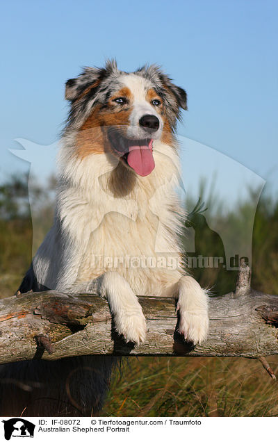 Australian Shepherd Portrait / Australian Shepherd Portrait / IF-08072