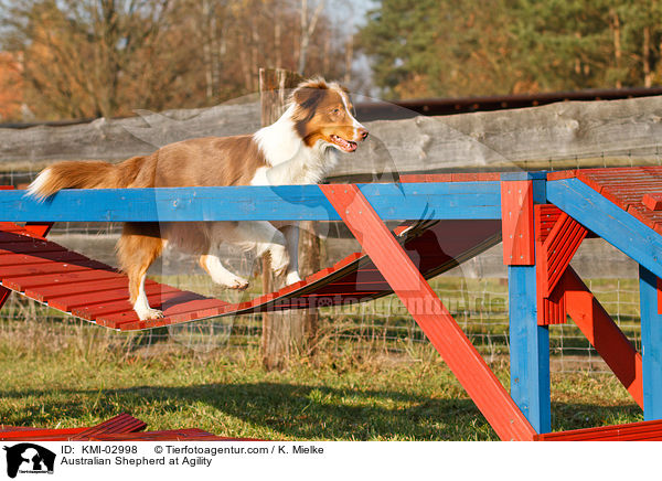 Australian Shepherd beim Agility / Australian Shepherd at Agility / KMI-02998