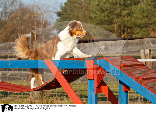 Australian Shepherd beim Agility / Australian Shepherd at Agility / KMI-02999