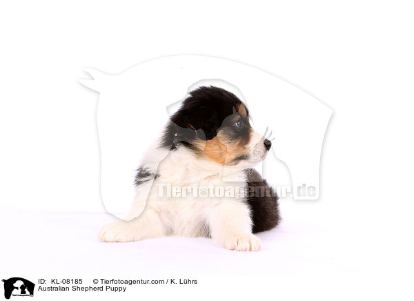 Australian Shepherd Welpe / Australian Shepherd Puppy / KL-08185