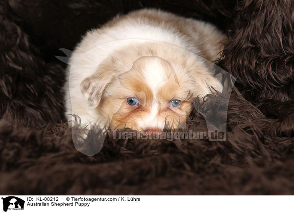 Australian Shepherd Welpe / Australian Shepherd Puppy / KL-08212