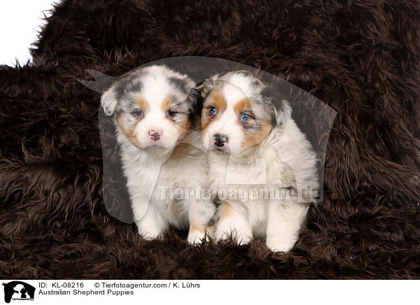 Australian Shepherd Welpen / Australian Shepherd Puppies / KL-08216