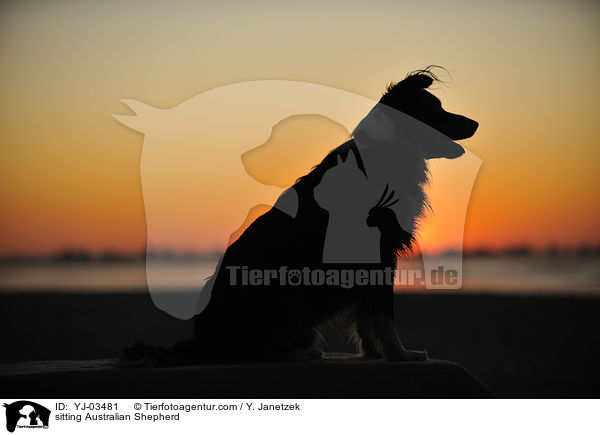 sitzender Australian Shepherd / sitting Australian Shepherd / YJ-03481
