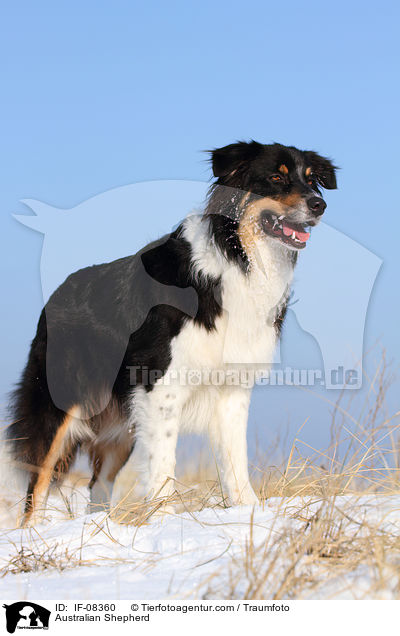 Australian Shepherd / Australian Shepherd / IF-08360