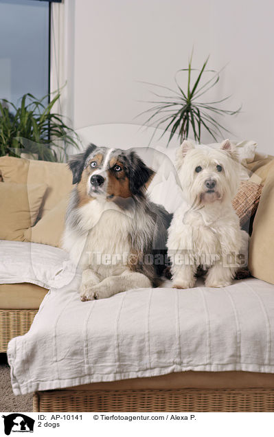 2 Hunde / 2 dogs / AP-10141