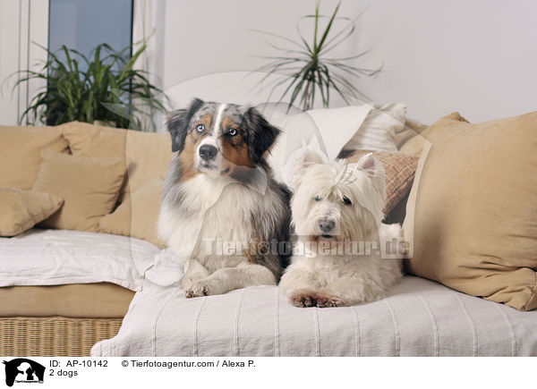 2 Hunde / 2 dogs / AP-10142