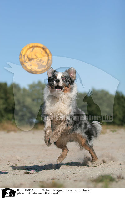 spielender Australian Shepherd / playing Australian Shepherd / TB-01183
