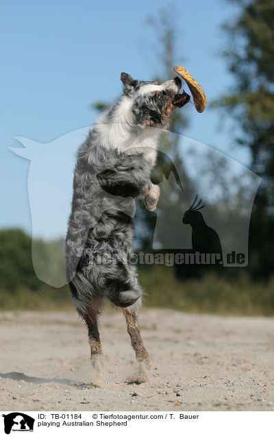 spielender Australian Shepherd / playing Australian Shepherd / TB-01184