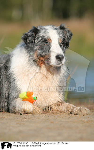 liegender Australian Shepherd / lying Australian Shepherd / TB-01190