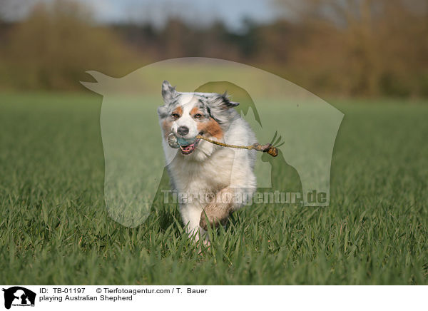 spielender Australian Shepherd / playing Australian Shepherd / TB-01197