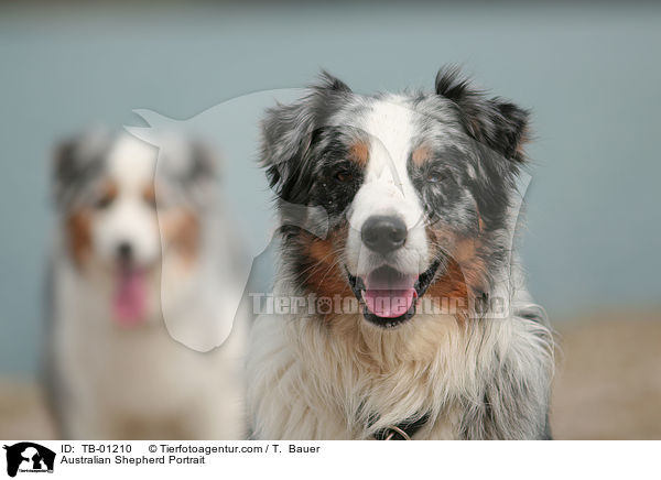 Australian Shepherd Portrait / Australian Shepherd Portrait / TB-01210