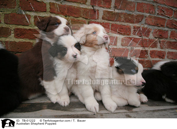 Australian Shepherd Welpen / Australian Shepherd Puppies / TB-01222