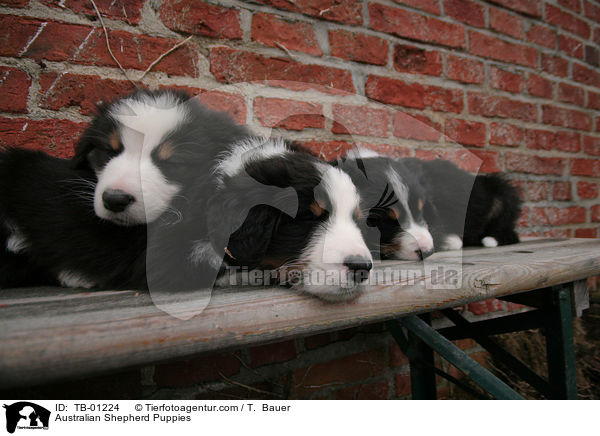 Australian Shepherd Welpen / Australian Shepherd Puppies / TB-01224