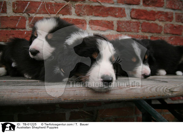 Australian Shepherd Welpen / Australian Shepherd Puppies / TB-01225