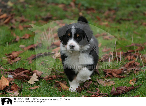 Australian Shepherd Welpe / Australian Shepherd Puppy / TB-01234