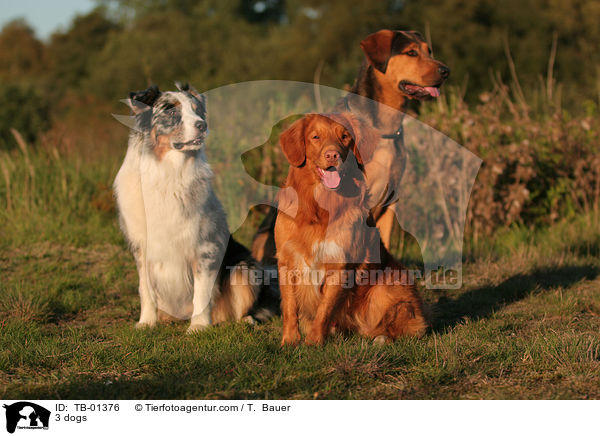 3 Hunde / 3 dogs / TB-01376