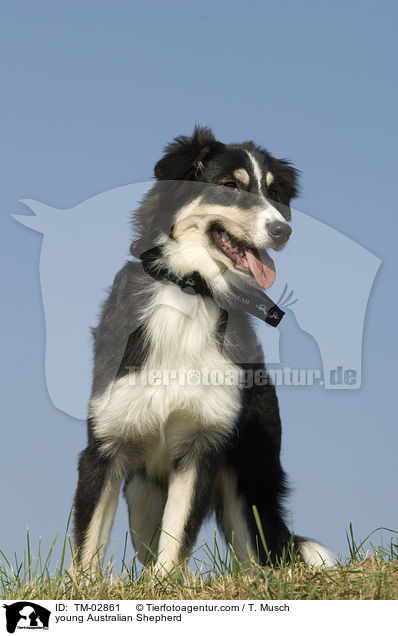 junger Australian Shepherd / young Australian Shepherd / TM-02861