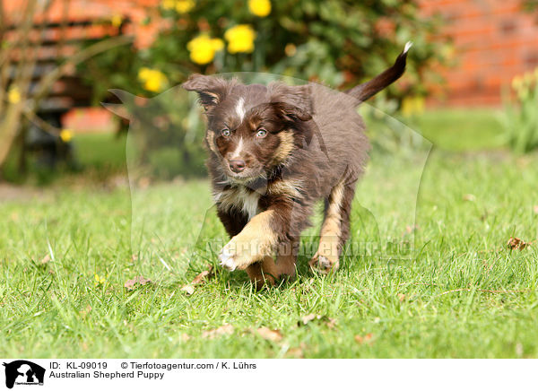 Australian Shepherd Welpe / Australian Shepherd Puppy / KL-09019