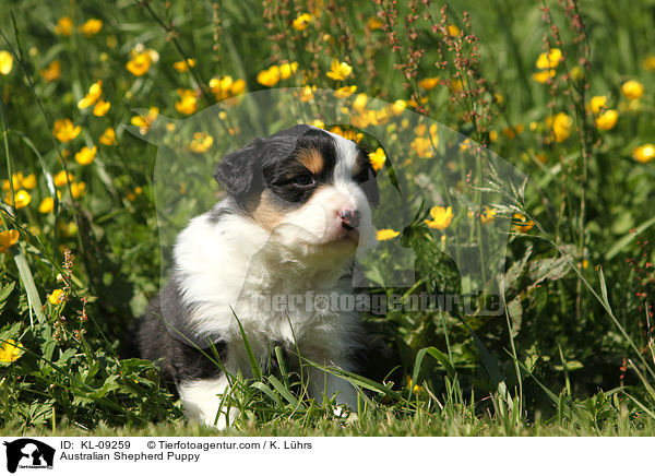 Australian Shepherd Welpe / Australian Shepherd Puppy / KL-09259