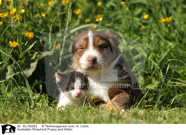 Australian Shepherd Welpe und Ktzchen / Australian Shepherd Puppy and Kitten / KL-09263