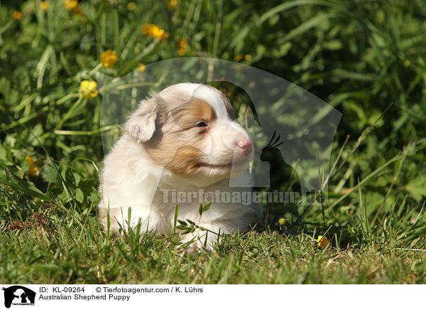Australian Shepherd Welpe / Australian Shepherd Puppy / KL-09264