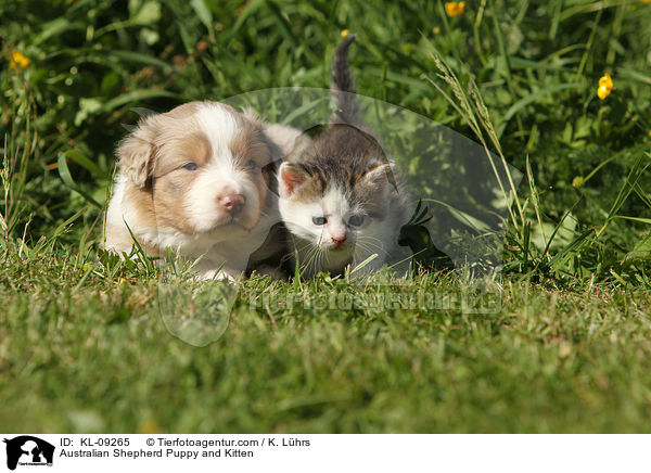 Australian Shepherd Puppy and Kitten / KL-09265