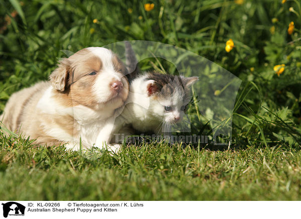 Australian Shepherd Welpe und Ktzchen / Australian Shepherd Puppy and Kitten / KL-09266