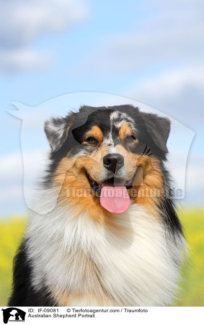 Australian Shepherd Portrait / Australian Shepherd Portrait / IF-09081