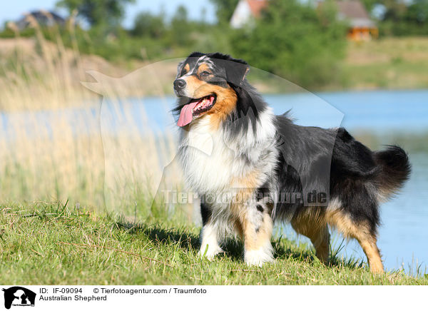 Australian Shepherd / Australian Shepherd / IF-09094
