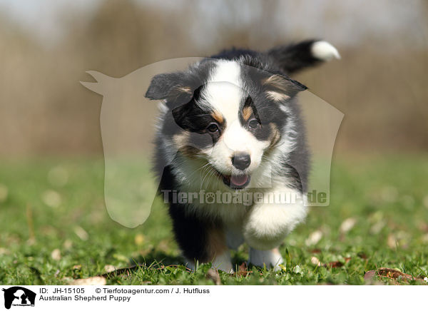 Australian Shepherd Welpe / Australian Shepherd Puppy / JH-15105