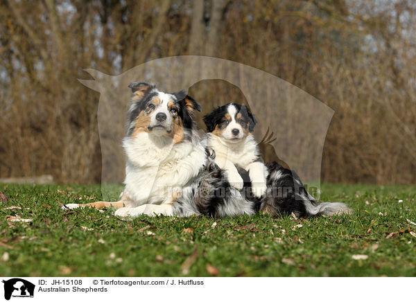 Australian Shepherds / Australian Shepherds / JH-15108