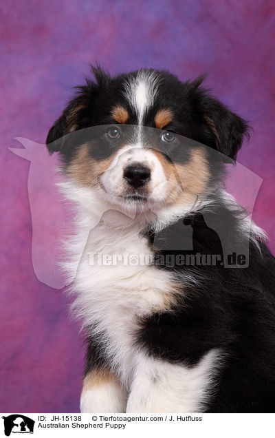 Australian Shepherd Welpe / Australian Shepherd Puppy / JH-15138